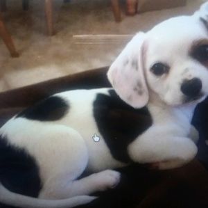 Meet your Posher, Samara